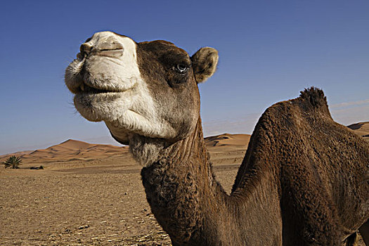 非洲,北非,摩洛哥,撒哈拉沙漠,梅如卡,却比沙丘,骆驼