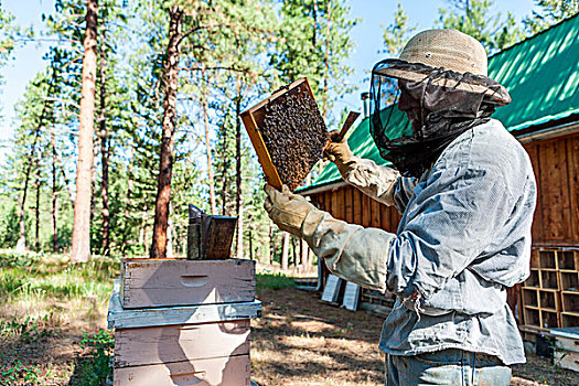 养蜂人,检查,蜂巢