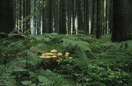 蘑菇,云杉,树林