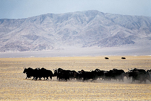 新疆阿尔金山的野牦牛