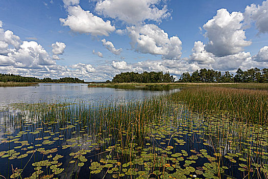 湖,芦苇,荷叶,史马兰,瑞典,欧洲