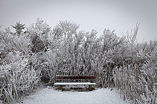 积雪,公园长椅,灌木丛,冬天,石荷州,德国,欧洲