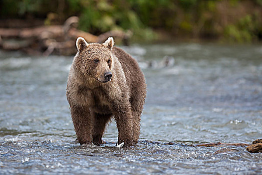 棕熊,堪察加半岛,俄罗斯,欧洲