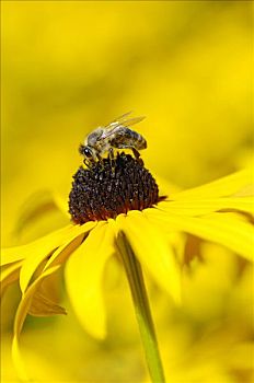 蜜蜂,栖息,黑眼苏珊,黄雏菊属植物