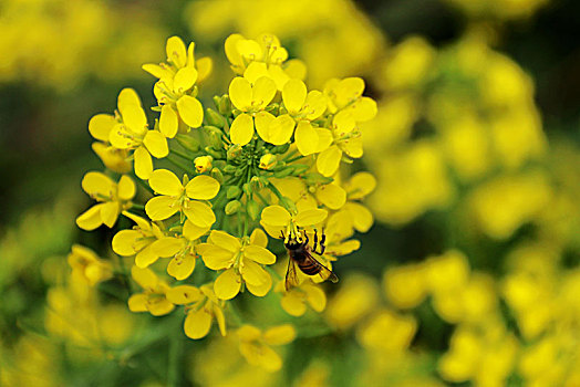 油菜花