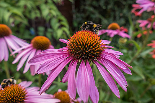 蜜蜂,粉色,紫锥菊,花