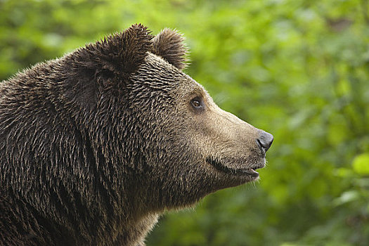 棕熊,巴伐利亚森林国家公园,巴伐利亚,德国