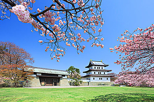 北海道,城堡,樱桃树