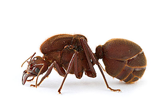 切叶蚁,国家公园,哥斯达黎加