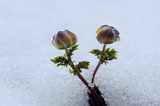 雪地,冰凌