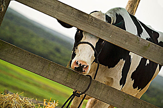 母牛,看穿,围栏,草场