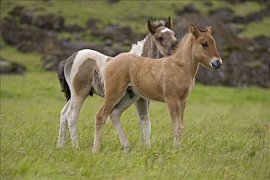 马,冰岛,大西洋