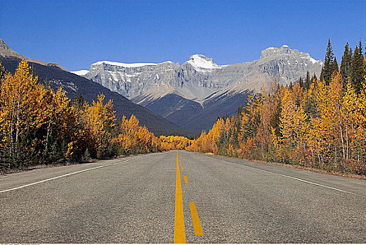 道路,班芙国家公园,艾伯塔省,加拿大