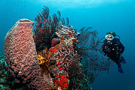 水中呼吸器,潜水,看,巨大,海绵,柳珊瑚目,海洋,鞭子,礁石,上面,珊瑚,圣卢西亚,向风群岛,小安的列斯群岛,加勒比海