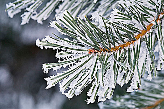 白霜,松树,安大略省,加拿大