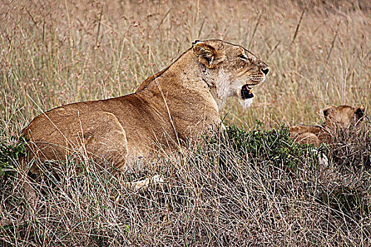 肯尼亚非洲大草原狮子-母狮