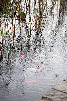 草,金鱼,水塘,雨,声响,表面