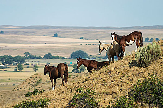 马,站立,斜坡,远眺,宽,空旷,小,大角羊,山谷,蒙大拿,美国