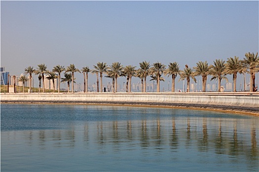 棕榈树,散步场所,多哈,卡塔尔