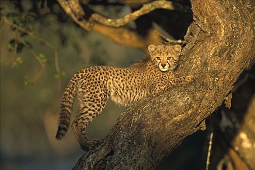 印度豹,猎豹,三个,老,幼兽,树上,冬天,南非