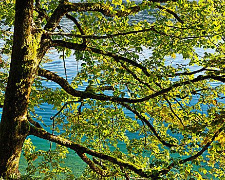 枫树,巴伐利亚,德国