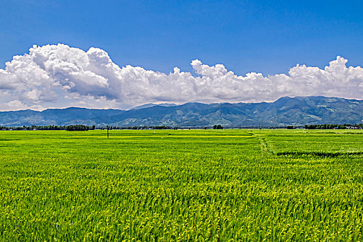 田园乡村