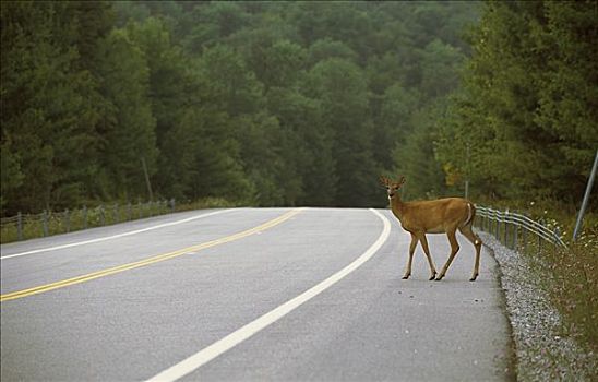 白尾鹿,母鹿,公路