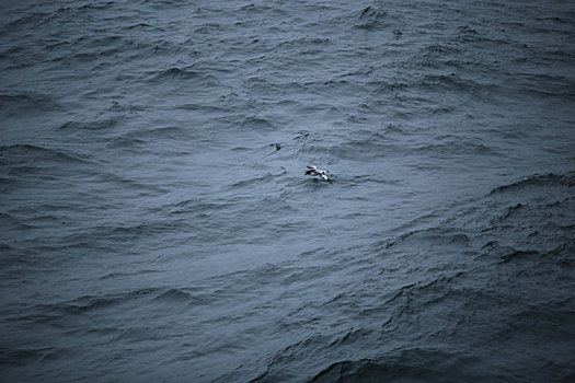 飞翔在大海上的南极海鸥