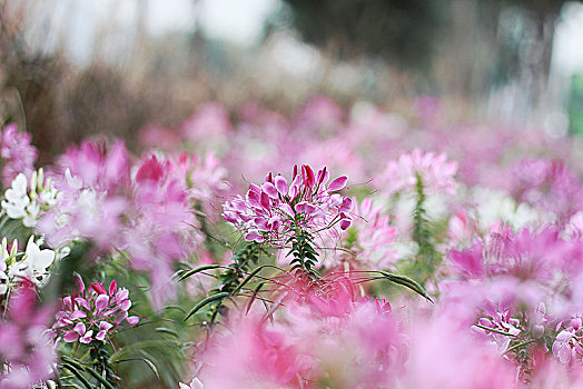 醉蝶花,蜘蛛花,凤蝶草,紫龙须,西洋白花菜,11