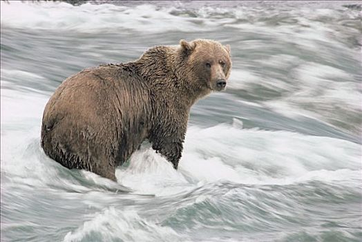 大灰熊,棕熊,涉水,急流,麦克尼尔河州立禁猎区,阿拉斯加