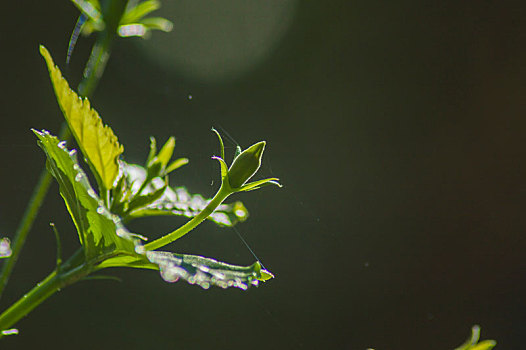 特写植物