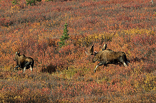 公牛,追逐,母牛,驼鹿,发情,德纳里峰国家公园,阿拉斯加,美国