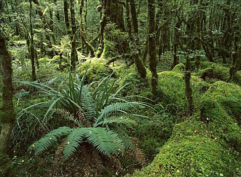 雨林,峡湾国家公园,新西兰