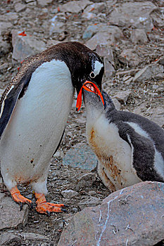 南极巴布亚企鹅金图企鹅喂食