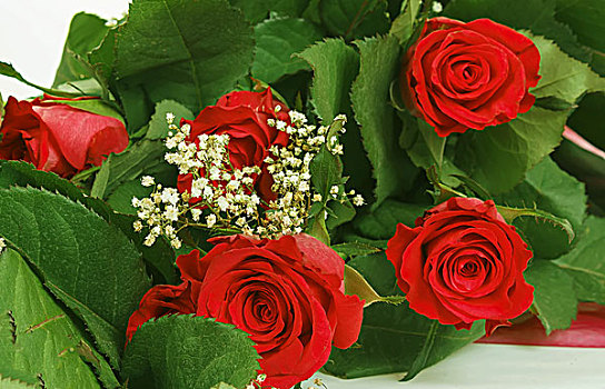 花束,清新,红玫瑰,白色背景