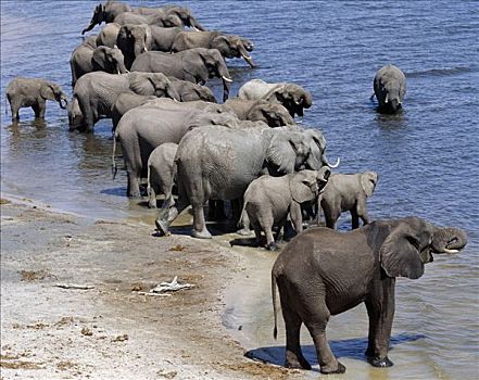 大象,喝,乔贝,河,罐,几个,白天,水,沭浴,选择,干燥,季节,水潭,野生动物,会聚