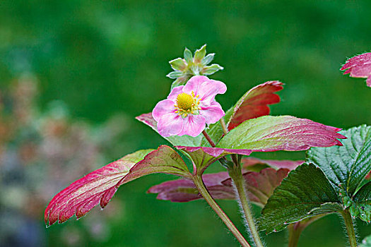 粉色,草莓花,花园,草莓,草莓属