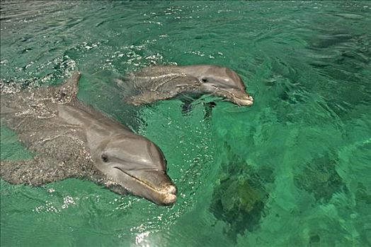 普通,宽吻海豚,成年,小动物,加勒比海,洪都拉斯,中美洲