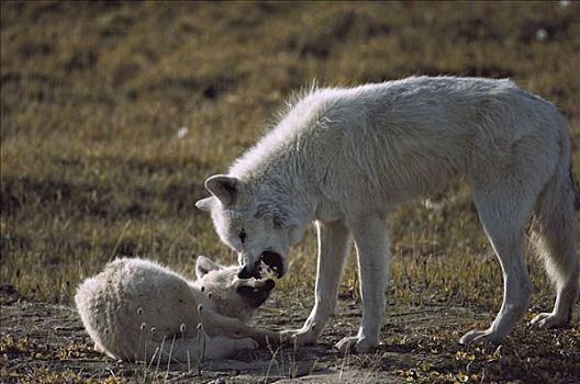 北极狼,狼,责斥,幼仔,艾利斯摩尔岛,加拿大