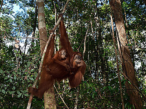 猩猩,黑猩猩,母亲,悬挂,树上,婆罗洲,马来西亚