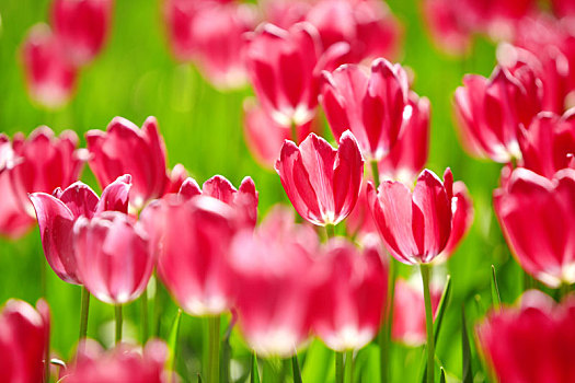 blooming,tulips