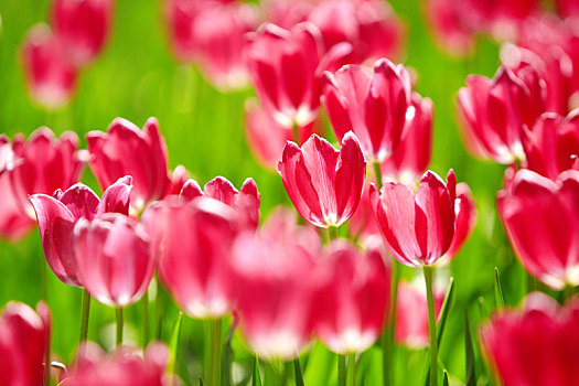 Blooming,tulips