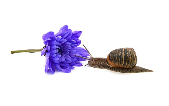 蜗牛,切削,蓝色,菊花,盛开