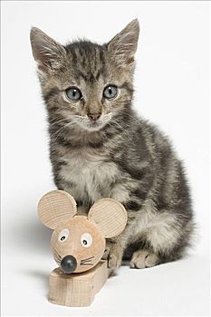 小猫,玩,木制玩具,老鼠