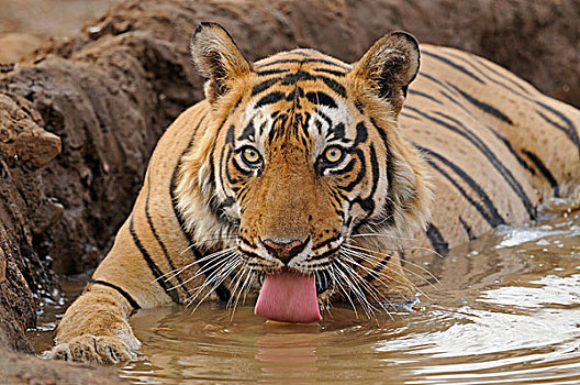 印度,孟加拉虎,虎,水潭,伦滕波尔国家公园,拉贾斯坦邦,亚洲