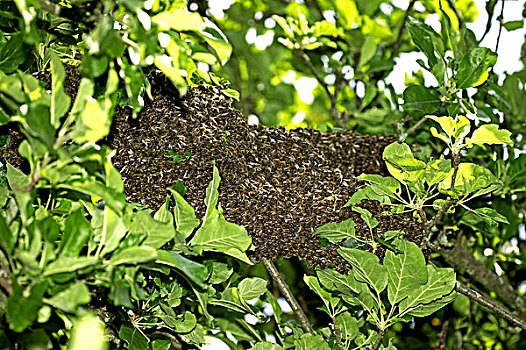 蜜蜂,意大利蜂,野生,成群,诺曼底