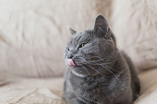 一只灰色的短毛蓝猫在沙发上吐着舌头