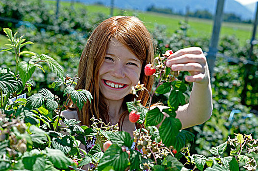 女孩,树莓,农场,挑选,巴伐利亚,德国,欧洲