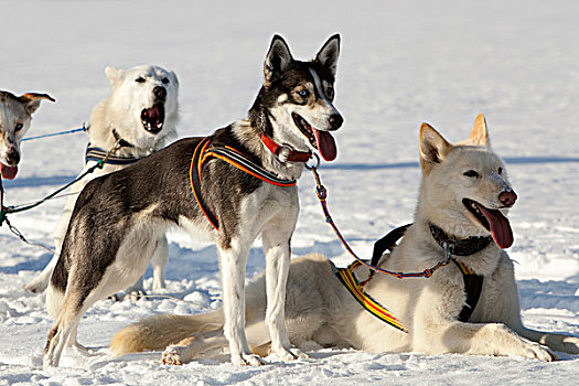 雪橇狗,领着,狗,阿拉斯加,爱斯基摩犬,马具,喘气,休息,雪中,冰冻,育空地区,加拿大