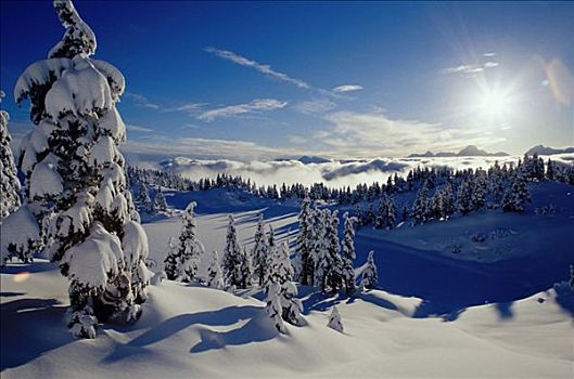冬季风景,通加斯国家森林